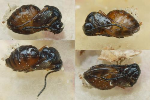 Aulacidea hieracii